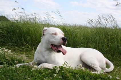 Dogo Argentino - jellemző a fajtára, fotók, videók és vélemények