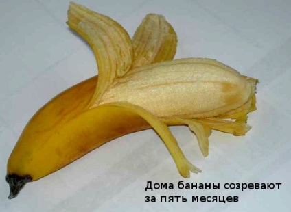 Banán, hogyan növekszik a középső sávban a leírás és fotó