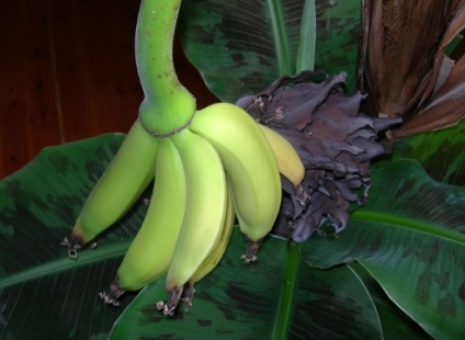 Banán, hogyan növekszik a középső sávban a leírás és fotó