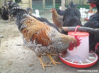 Bilefelder új fajta csirkék A hús és tojás irány
