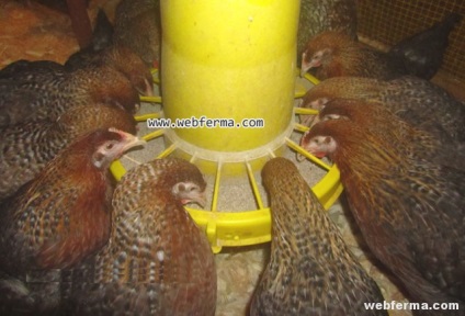Bilefelder új fajta csirkék A hús és tojás irány