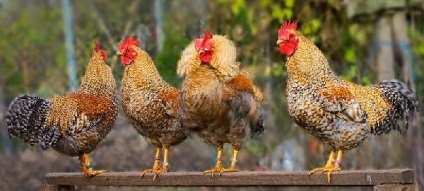 Bilefelder fajta csirkék - egy leírást a tartalmat, fotók és videók
