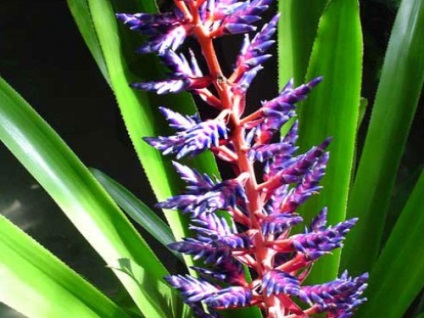 Bromeliads növény fotók, fajok Care alapjai