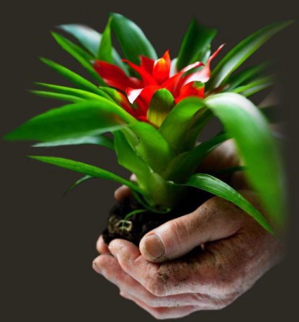 Bromeliads üzem áttekintése, funkciók, és karbantartása
