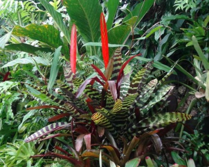 Bromeliads üzem áttekintése, funkciók, és karbantartása