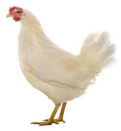 Mit kell adni csirkék jobban rohant