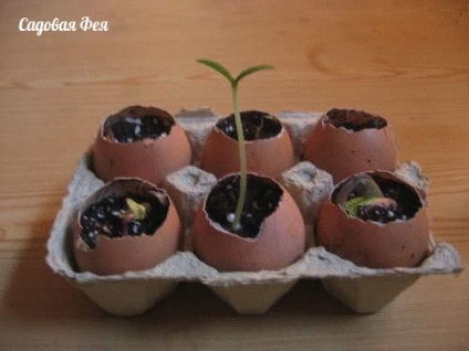 Virágok a tojás eggling! Mindent a virágok és kertészeti (tojás) Virágok a tojás eggling! Mindent a virágok és kertészeti