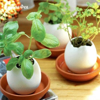Virágok a tojás eggling! Mindent a virágok és kertészeti (eggling) Virágok a tojás eggling! Mindent a virágok és kertészeti