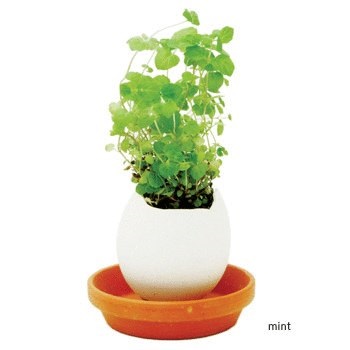 Virágok a tojás eggling! Mindent a virágok és kertészeti (eggling) Virágok a tojás eggling! Mindent a virágok és kertészeti