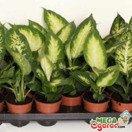 Dieffenbachia leírás, reprodukció, a gondozás és transzplantációs növények