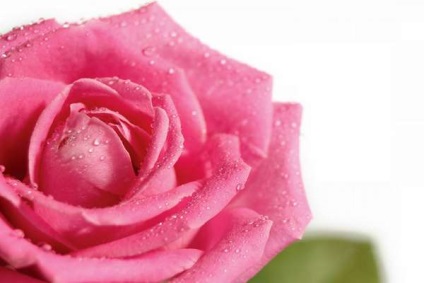 Rózsa illóolaj arc, hasznos tulajdonságok, ár