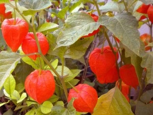 Physalis otthonában