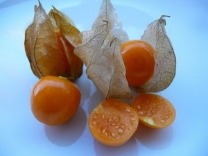 Physalis otthonában