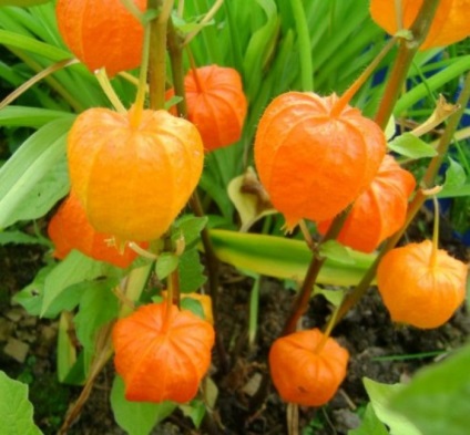 Physalis otthonában