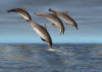 Érdekességek a delfinek - a csodálatos világ az állatok