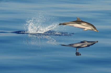 Érdekességek a delfinek - a csodálatos világ az állatok