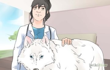 Hogyan lehet megtanulni kommunikálni az állatokkal