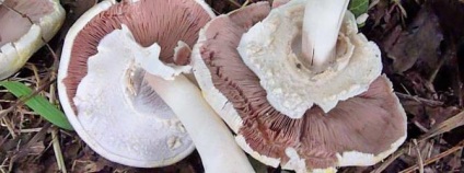 Hogyan lehet megkülönböztetni gombát toadstools megjelenésük