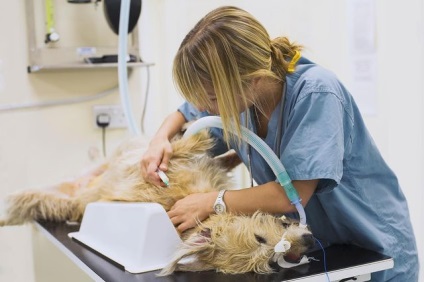 Milyen tünetei vannak a hasvízkór kutyák - blog állatorvosok - belanta
