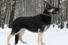 Hogyan meleg téli kutyafajta kutya érzékeny a hideg, ruházat kutyák cipő, meleg
