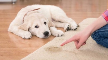 Hogyan távolítsa el a szaga a kutya vizeletet a szőnyeg és a módszert heverő 3 és 9 eszközökkel