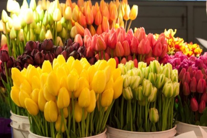 Hogyan törődik vágott tulipán az otthoni