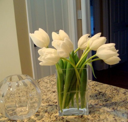 Hogyan törődik vágott tulipán az otthoni