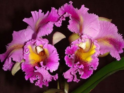 Cattleya otthoni gondozást, és egy fényképet orchideák