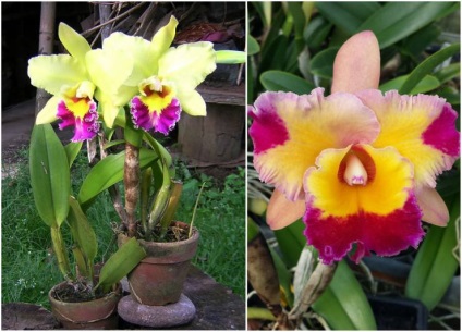 Cattleya otthoni gondozást, és egy fényképet orchideák