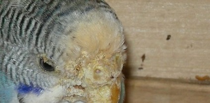 Az atka egy papagáj fő tünetek és kezelések