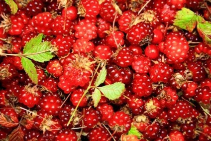 Rubus Arcticus botanikai leírás, termesztési és tenyésztési körülmények