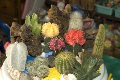Összetétele kaktuszok és pozsgás virágágyások kialakítása - ötletek és tippek, hogy az ötleteimet és kerti