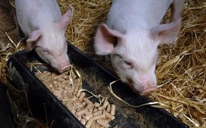 Etetés vemhes kocák szakértői vélemények