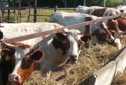 Piros-fehér Holstein, leírás és fotó vörös, fehér fajta