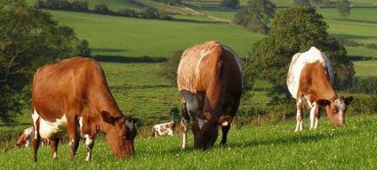 Piros-fehér fajta tehenek jellemzőit és tartalmát egy tanya