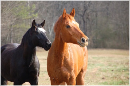 Kustanai fajta ló fotók és videók, jellemzők, történelem, szín, külső