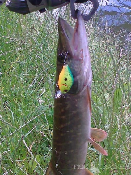 Pike halászat, ahol a legjobb hely, hogy elkapjon egy csuka, mi a csali kkakih helyeken - mindent a csuka horgászat a (hal) Pike halászat, ahol a legjobb hely, hogy elkapjon egy csuka, mi a csali kkakih helyeken - mindent a csuka halászat