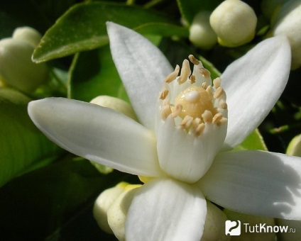 Neroli hasznos tulajdonságok (neroli) Neroli hasznos tulajdonságai