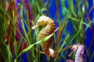 Seahorses egy akváriumban - képek, fényképek, Fekete-tenger, a szaporodás, érdekességeket, mint