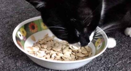 Чи можна давати котам гарбузове насіння, кіт і кішка