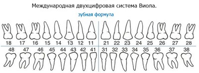 fogak számozási rendszer a fogászatban, és jelzik a különböző rendszerek
