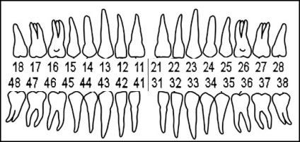 fogak számozási rendszer a fogászatban, és jelzik a különböző rendszerek