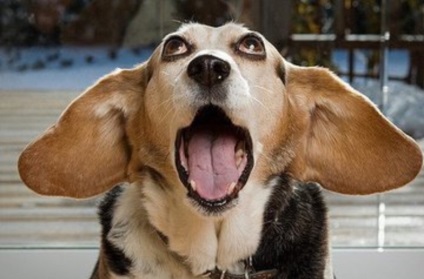 Fordított tüsszögés kutyáknál okoz, és a kedvtelésből tartott elsősegély