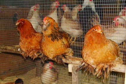 Leírás fajta csirkék, earflaps lohmonogaya jellemzőit fotókkal