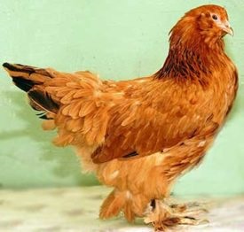 Leírás fajta csirkék, earflaps lohmonogaya jellemzőit fotókkal