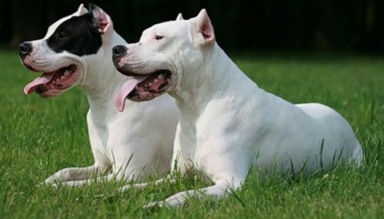 Leírása kutyafajta Dogo Argentino tulajdonosok vélemények és fotók