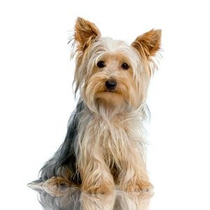 Leírás fajta Yorkshire terrier, karbantartást és gondozást, a vélemények a tulajdonosok