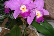 Cattleya orchidea általános jellemzői, típusú és fajtájú, ápolási otthon, öntözés, palántázás