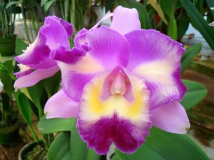 Cattleya orchidea általános jellemzői, típusú és fajtájú, ápolási otthon, öntözés, palántázás