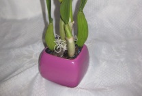Cattleya orchidea általános jellemzői, típusú és fajtájú, otthoni gondozást, öntözés, palántázás (ellátás) Cattleya orchidea általános jellemzői, típusú és fajtájú, ápolási otthon, öntözés, palántázás